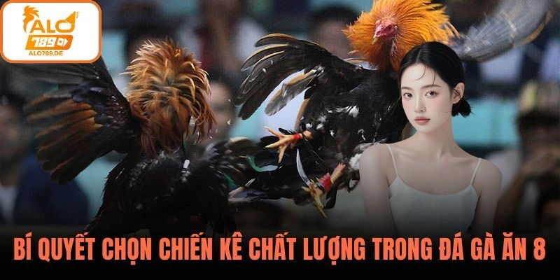 Bí quyết chọn chiến kê chất lượng trong đá gà ăn 8