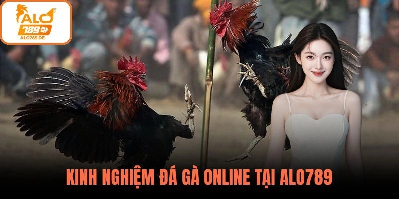 Kinh nghiệm đá gà online tại ALO789